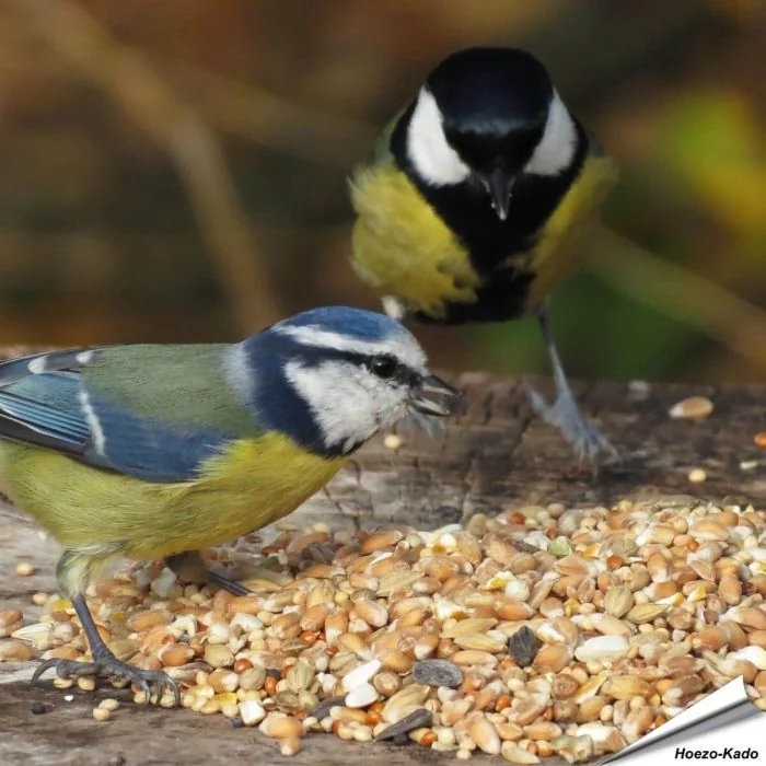 Premium Wilde Vogelzaad-Mix van Aniculis