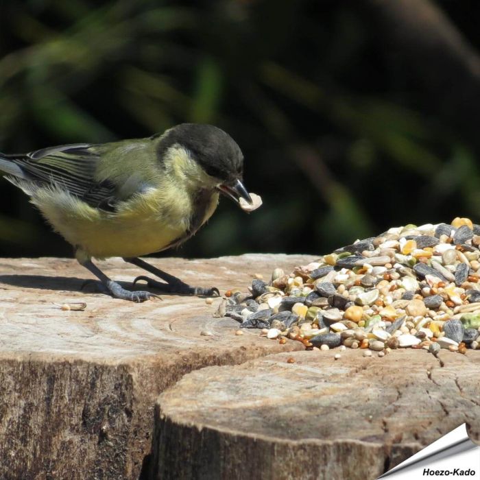 Aniculis Tarwevrij wildvogelvoer 10 kg van premium kwaliteit ✔️ Evenwichtige voeder­mengeling voor wilde vogels ✔️ Het hele jaar door – Voor tuinvogels ➤ Online kopen bij Hoezo-Kado