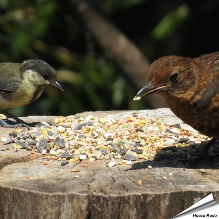 Tarwe-vrij - Premium Vogelvoeder-Mix