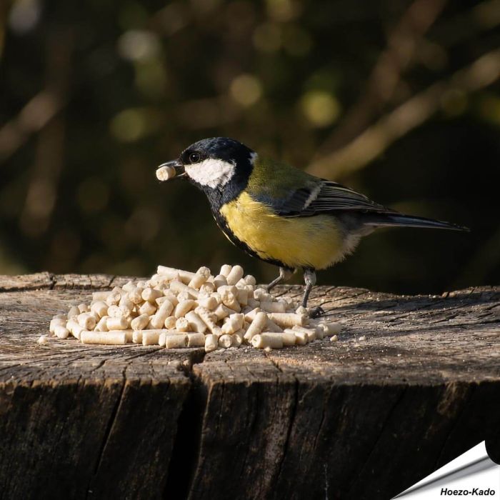 Energiebommetjes vol vet voor wilde vogels ✔️ Ideaal voor het hele jaar door voeren ✔️ Smakelijke vet pellets voor merels ➤ Koop in de Hoezo-Kado Shop
