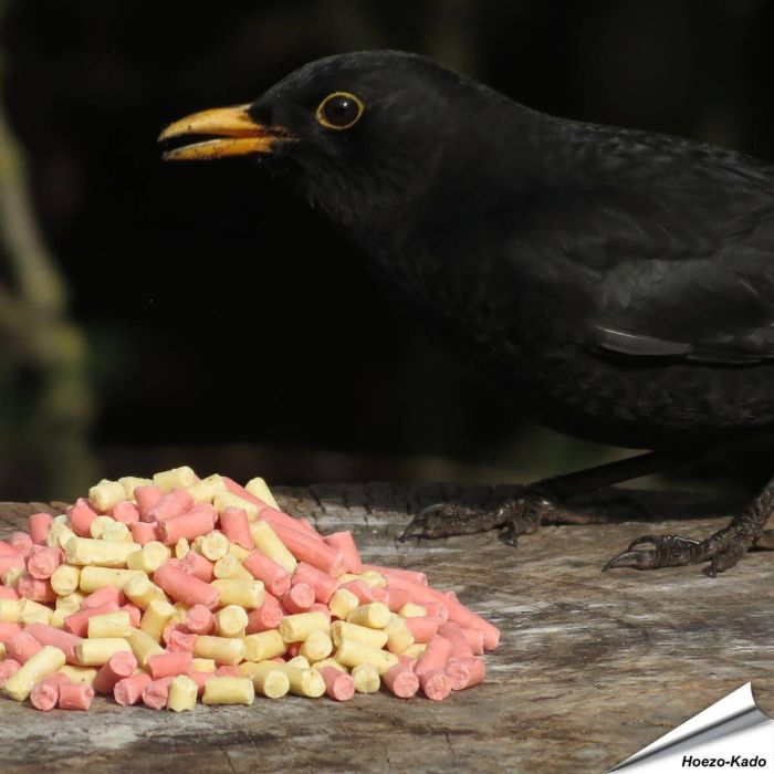 Vetkorrel-Mix met insecten en bessen traktatie in 10 kg zak ✔️ Een heerlijke, zachte traktatie voor tuinvogels ✔️ Hoogwaardige ingrediënten ✔️ Het hele jaar door voeren ✔️ Koop bij Hoezo-Kado