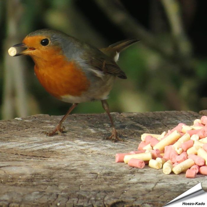 Vetkorrel-Mix met insecten en bessen traktatie ✔️ Een heerlijke, zachte traktatie voor tuinvogels ✔️ Hoogwaardige ingrediënten ✔️ Het hele jaar door voeren ✔️ Koop bij Hoezo-Kado