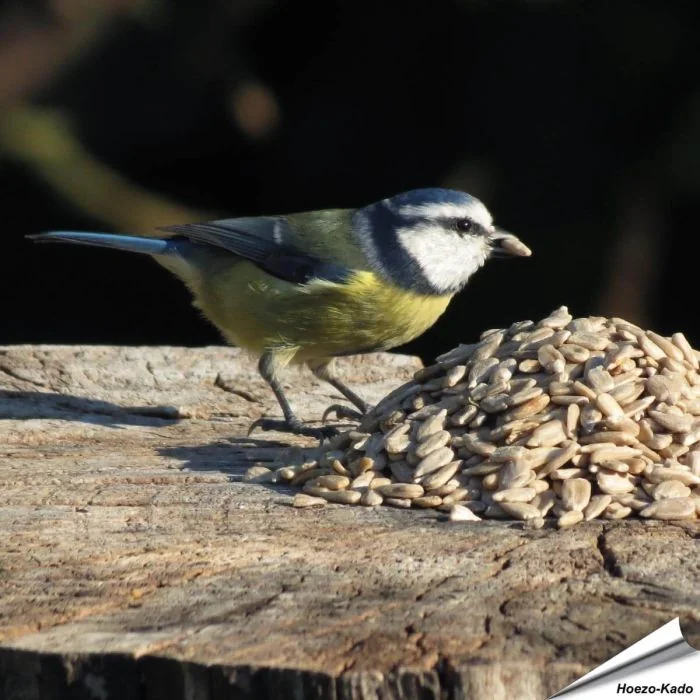 Zonnebloemkernen (gepelde zonnebloempitten) voor vogels ✔️ Veel energie, geen rommel, rijk aan olie en eiwit ✔️ Onkruidvrij ➤ Bestel nu op www.hoezo-kado.nl