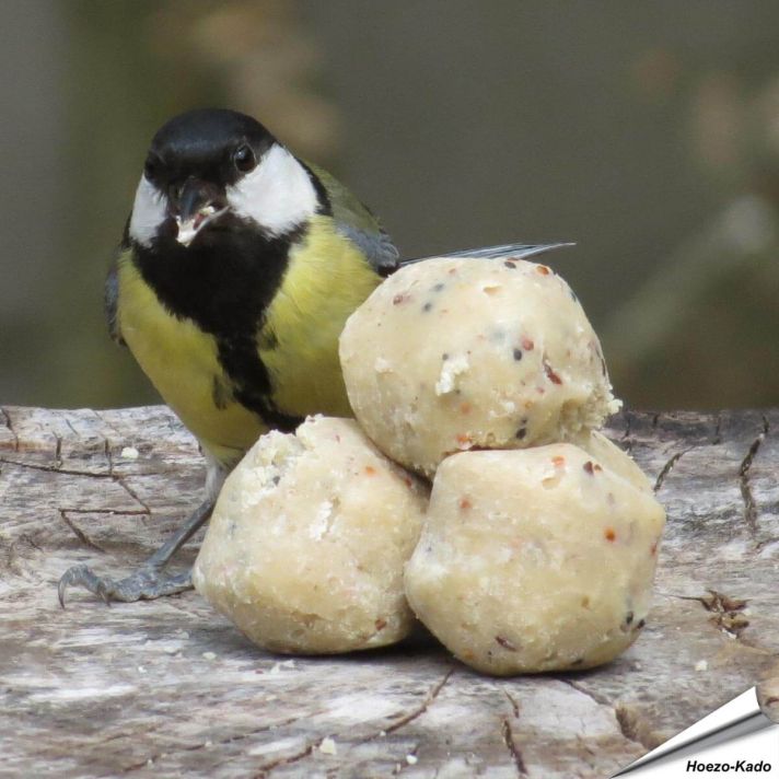 Kleine vetbollen voor wilde vogels - Tuinvogelvoer - Hoezo-Kado