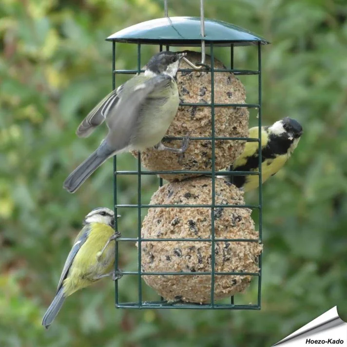 Aniculis Reuze-vetbollenautomaat (groen) ✔️ Duurzaam, gepoedercoat staal ✔️ Geschikt voor kleine en middelgrote tuinvogels ✔️ Eenvoudig online te bestellen bij Hoezo-Kado