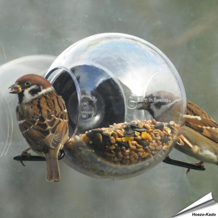Birdfeeder Raamvoederhuisje - Voederbol