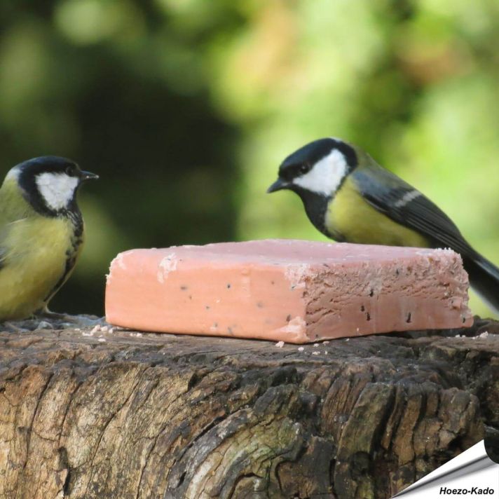 Koolmezen op de Energieblok met bessen (320g)