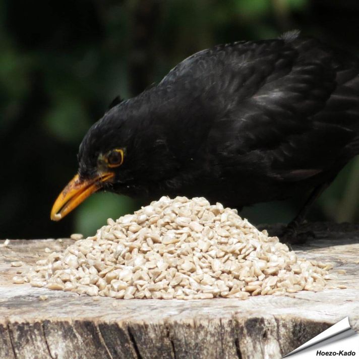 Gehakte zonnebloemkernen (gepelde zonnebloempitten) voor vogels - Hoezo-Kado