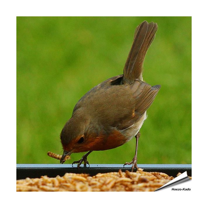 Gedroogde meelwormen