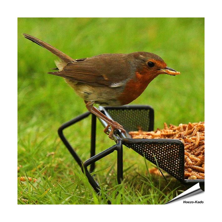 Gedroogde meelwormen