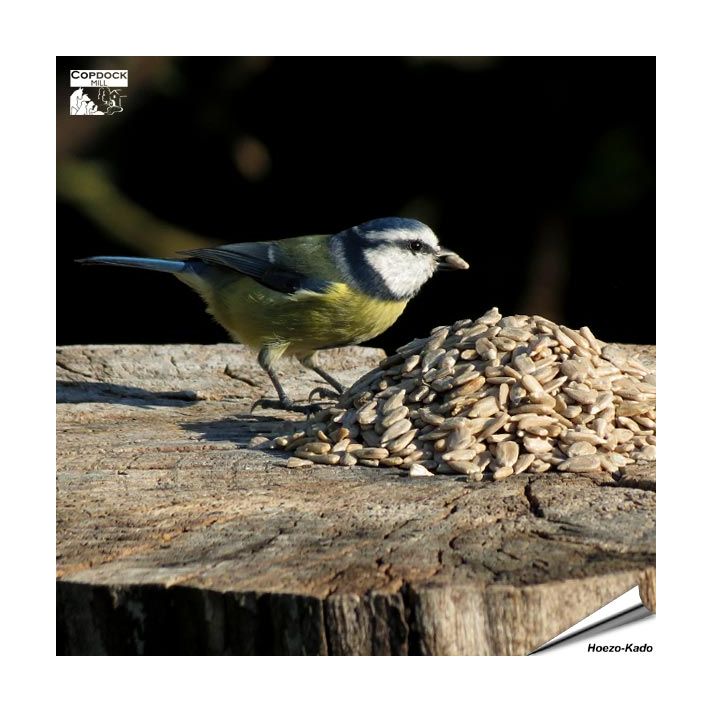 Zonnebloemkernen (1 kg)