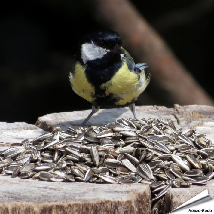 Gestreepte zonnebloempitten (2.5 kg)