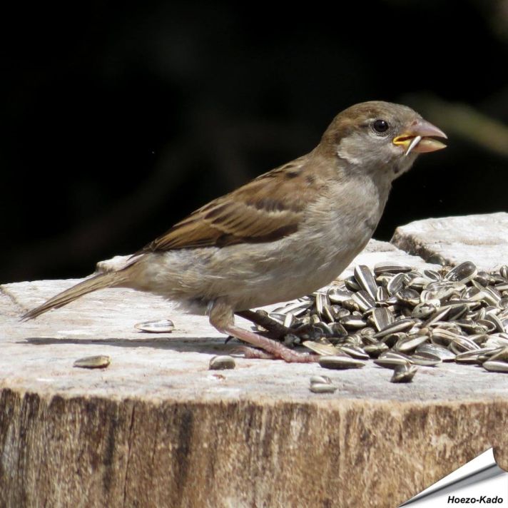 Gestreepte zonnebloempitten voor wilde vogels ✔️ Hoog energiegehalte ✔️ Veelzijdig in gebruik ✔️ Natuurlijk & met zorg verwerkt ➤ Bestel nu online bij Hoezo-Kado