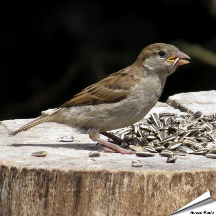 Gestreepte zonnebloempitten voor wilde vogels ✔️ Hoog energiegehalte ✔️ Veelzijdig in gebruik ✔️ Natuurlijk & met zorg verwerkt ➤ Bestel nu online bij Hoezo-Kado