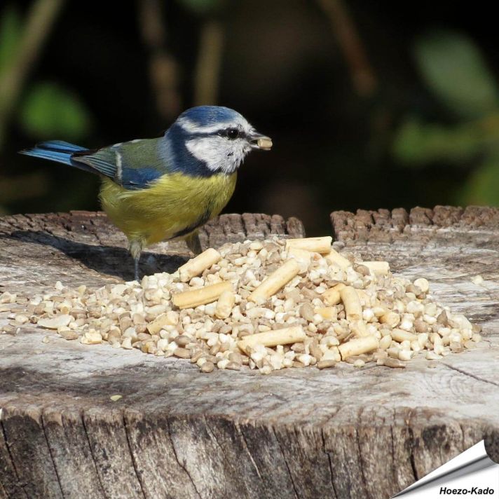 Mix voor kleine vogels - Hi-Energy