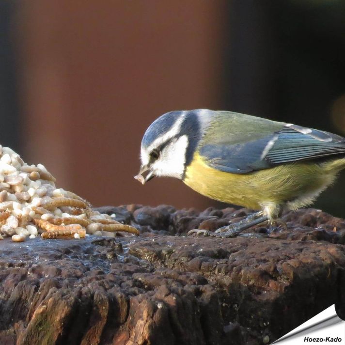 Mix voor kleine vogels - Hi-Protein (2 kg)