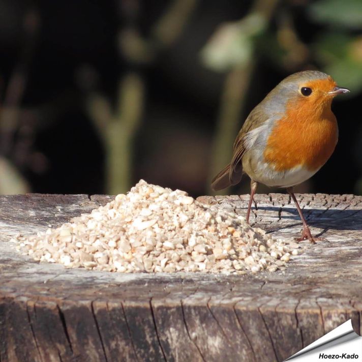 Hoogwaardig wildvogelvoer speciaal voor kleine vogelsoorten ✔️ Met zonnebloemkernen en gehakte pinda’s ✔️ Het hele jaar door voeren ➤ Bestel nu op www.hoezo-kado.nl