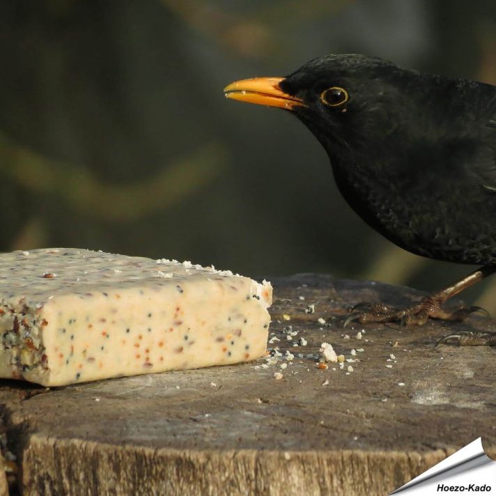 Merel geniet van de Energieblok met meelwormen (280g)
