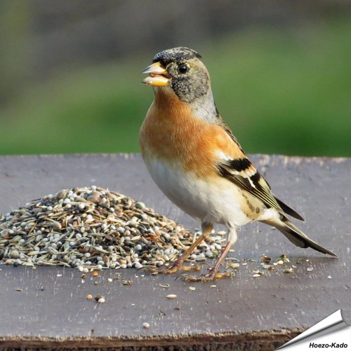 Premium voer - Goudvinken & andere vinkachtigen