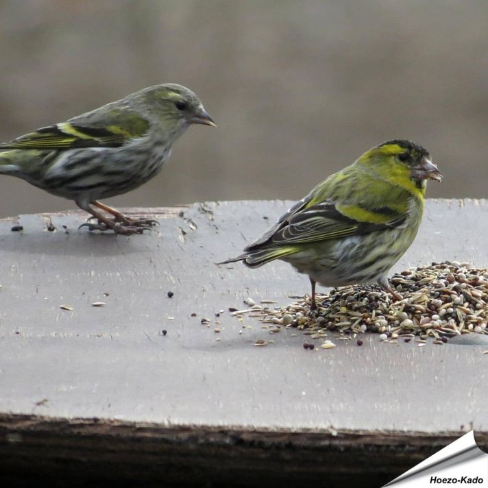 Premium voer - Vinken, Putters & Sijzen