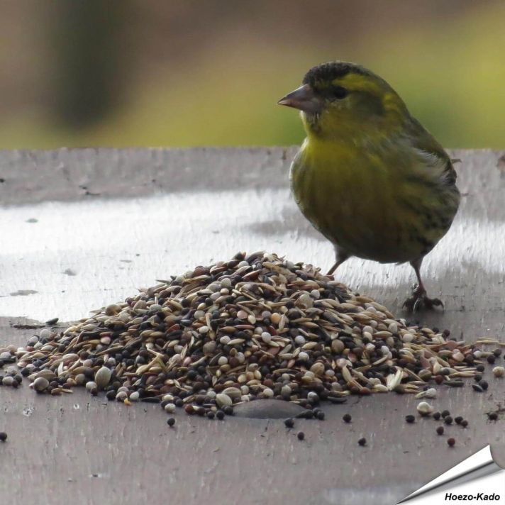 Premium vogelvoer - Tuinvogels (5 kg)