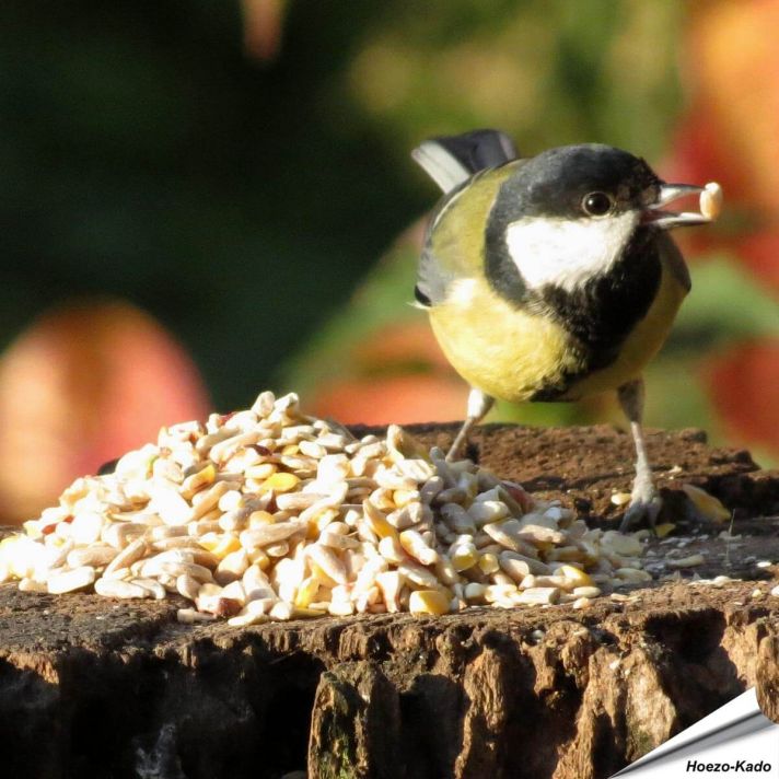 Premium Onkruidvrij vogelvoer - No Mess - No Grow (12.75 kg)