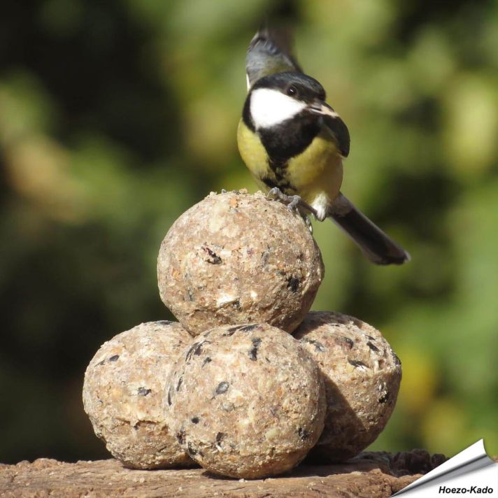 Premium vetbollen - Insectenvet (45 x 90g)