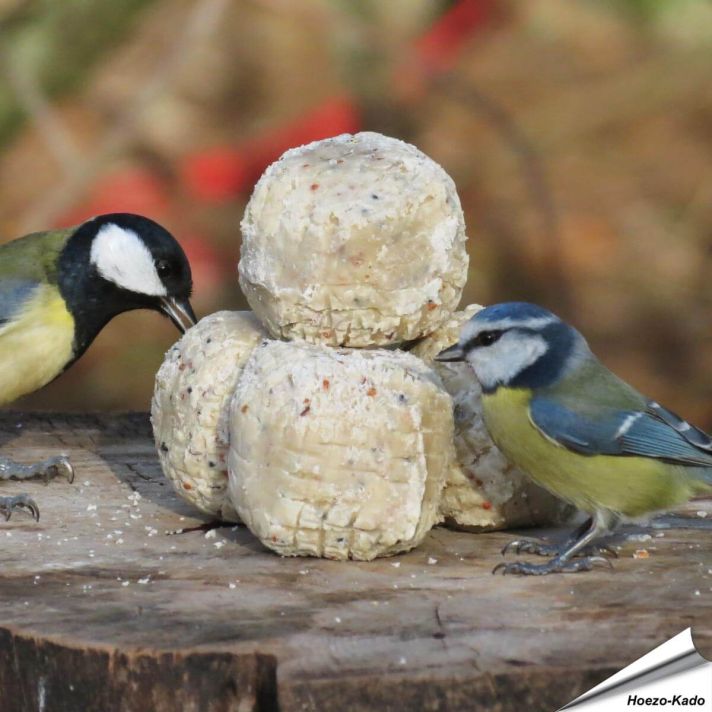 Premium vetbollen voor tuinvogels met insecten en meelwormen