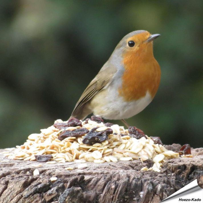 Premium - Vetmengsel voor tuinvogels (2 kg)