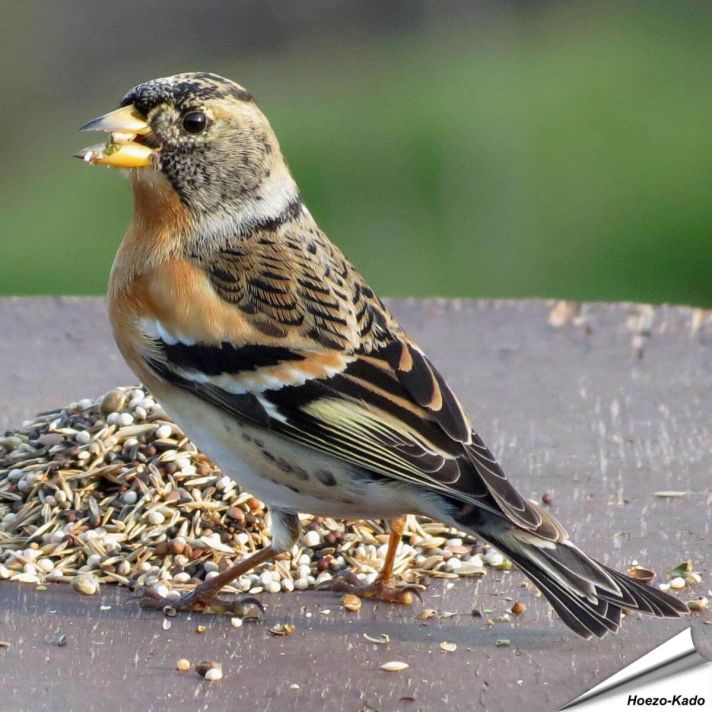 Premium voer - Goudvinken & andere vinkachtigen (2 kg)