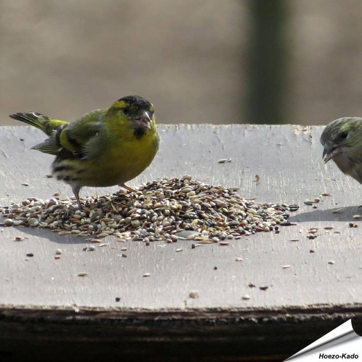 Premium voer - Vinken, Putters & Sijzen (1 kg)