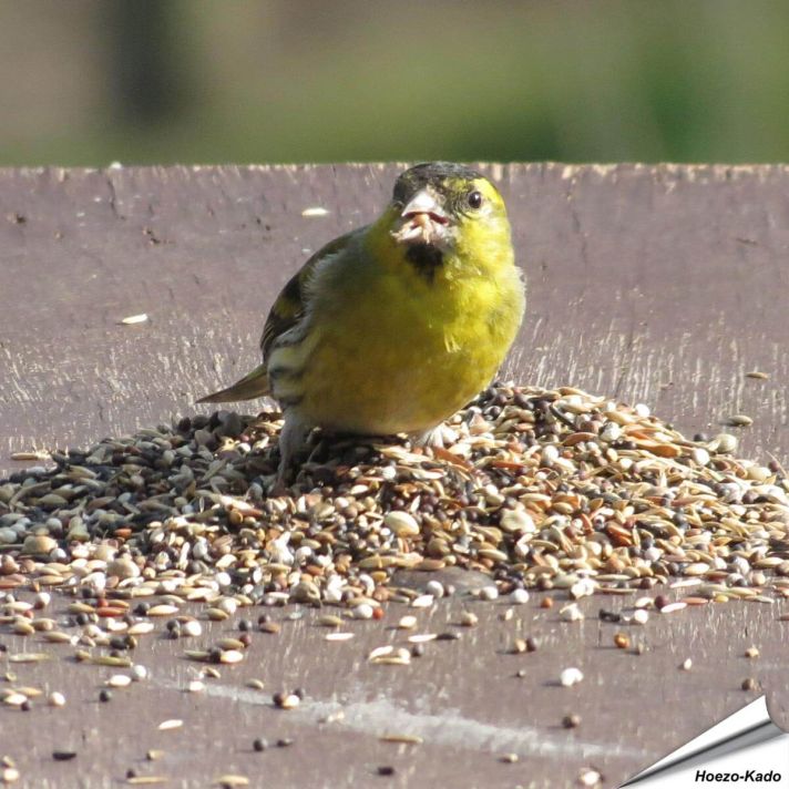 Premium voer - Vinken, Putters & Sijzen (2 kg)