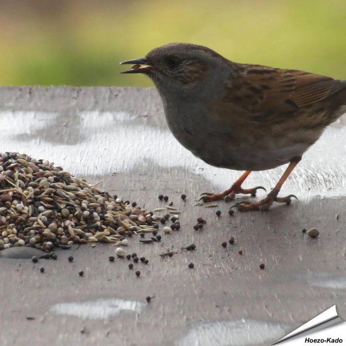 Premium vogelvoer - Tuinvogels (2 kg)