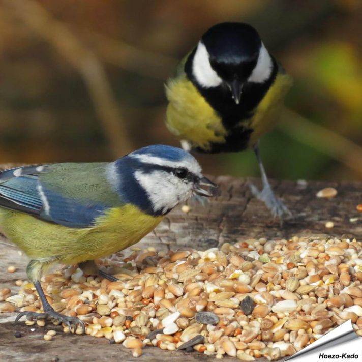 Premium Wilde Vogelzaad-Mix van Aniculis