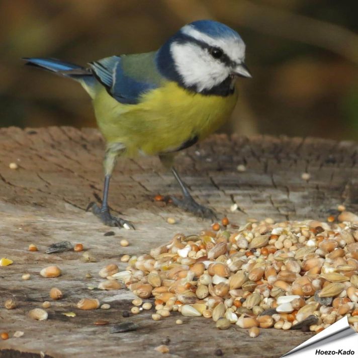 Premium Wilde Vogelzaad-Mix van Aniculis