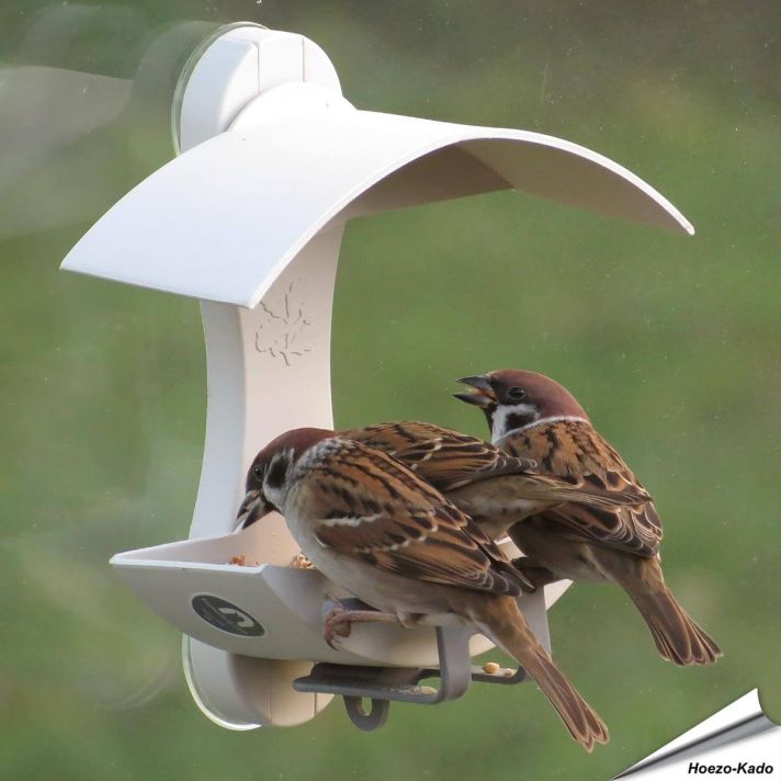 Raamvoederhuis voor wilde vogels - Geliefd bij mussen - www.hoezo-kado.nl