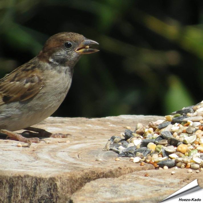Tarwe-vrij - Premium Vogelvoeder-Mix (1 kg)