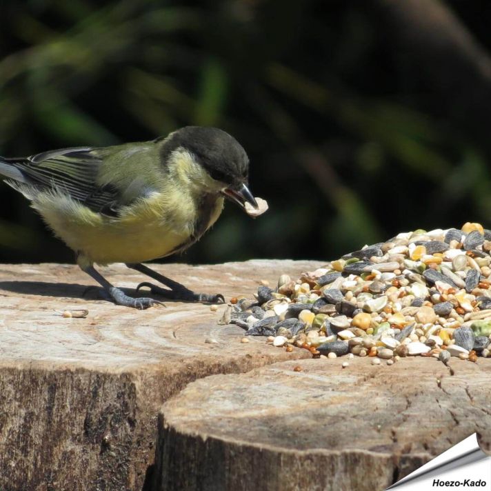 Aniculis Tarwevrij wildvogelvoer 10 kg van premium kwaliteit ✔️ Evenwichtige voedermengeling voor wilde vogels ✔️ Het hele jaar door – Voor tuinvogels ➤ Online kopen bij Hoezo-Kado