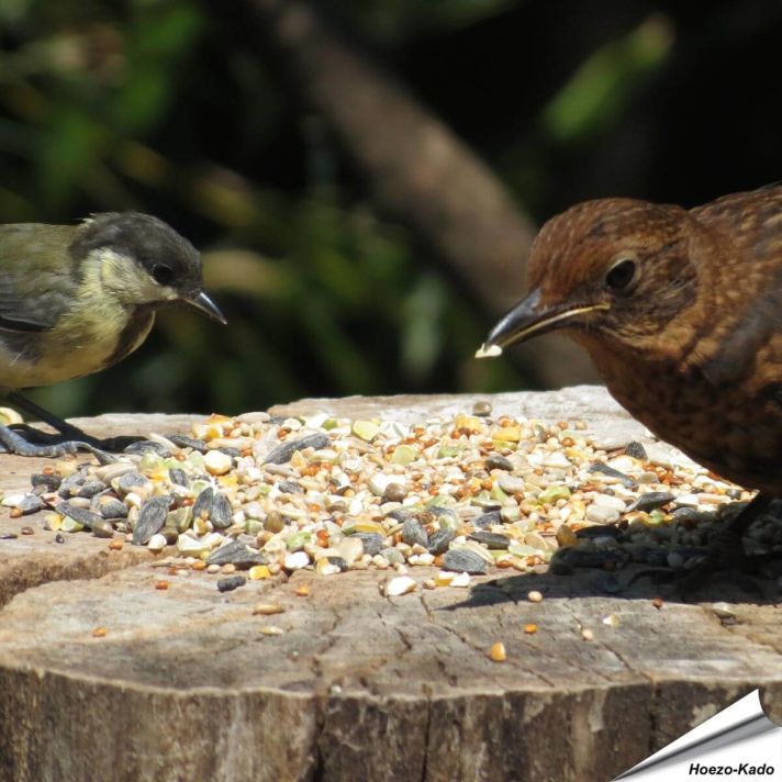 Tarwe-vrij - Premium Vogelvoeder-Mix (2.5 kg)