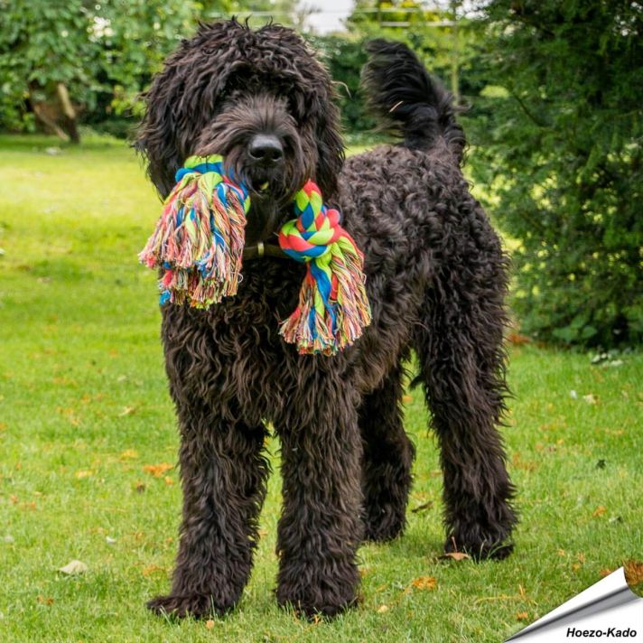 Toyz - Trio Knoop Touw (groot)