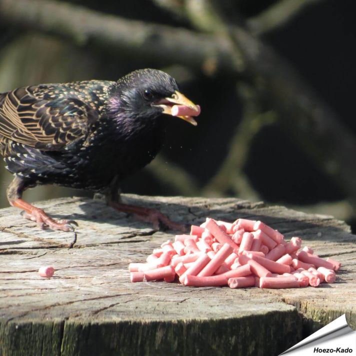 Traktatie met bessen voor Spreeuwen
