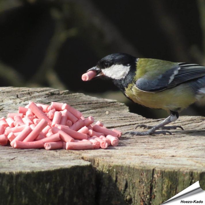 Energierijke vet traktaties met bessen voor tuinvogels ✔️ Ideaal voor het hele jaar door voeren ✔️ Delicatesse voor o.a. merels, roodborstjes... ➤ Online kopen bij Hoezo-Kado