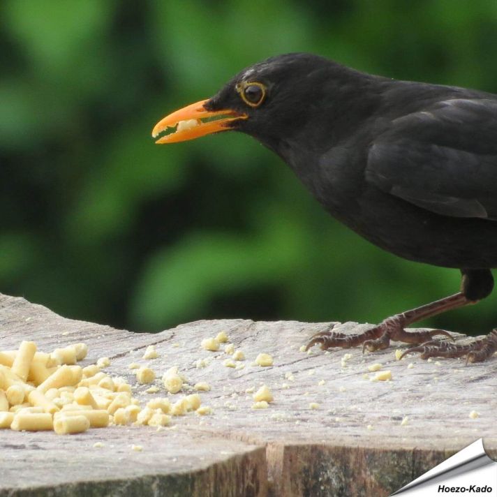 Traktatie met insecten (1.5 kg)