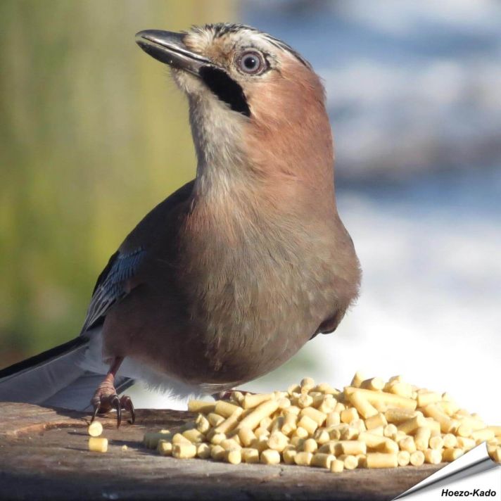Traktatie met insecten (12.55 kg)