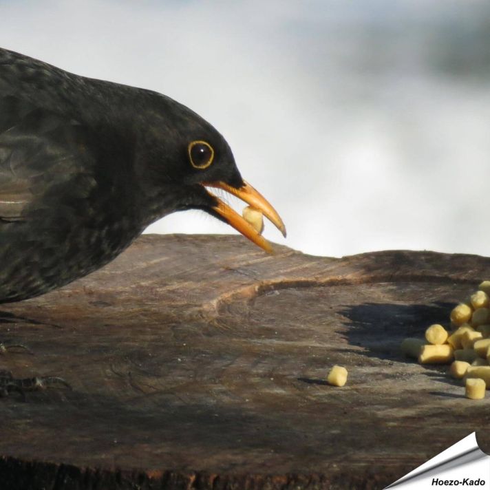Traktatie met insecten (5 kg)