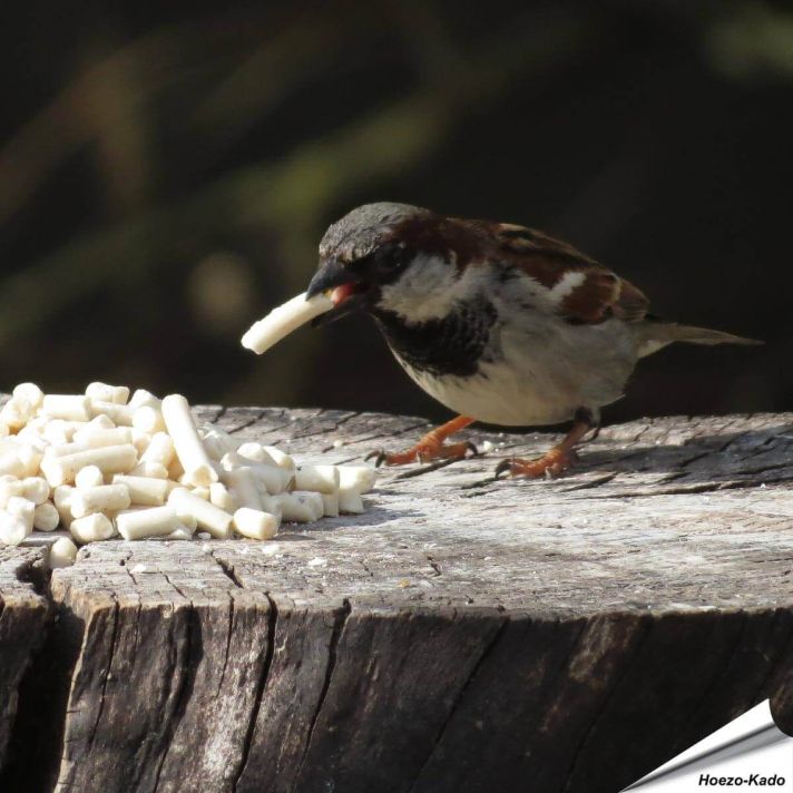 Traktatie met meelwormen (1.5 kg)