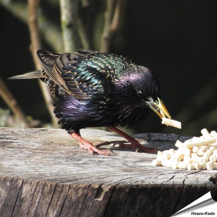 Vetkorrels met meelwormen voor Spreeuwen