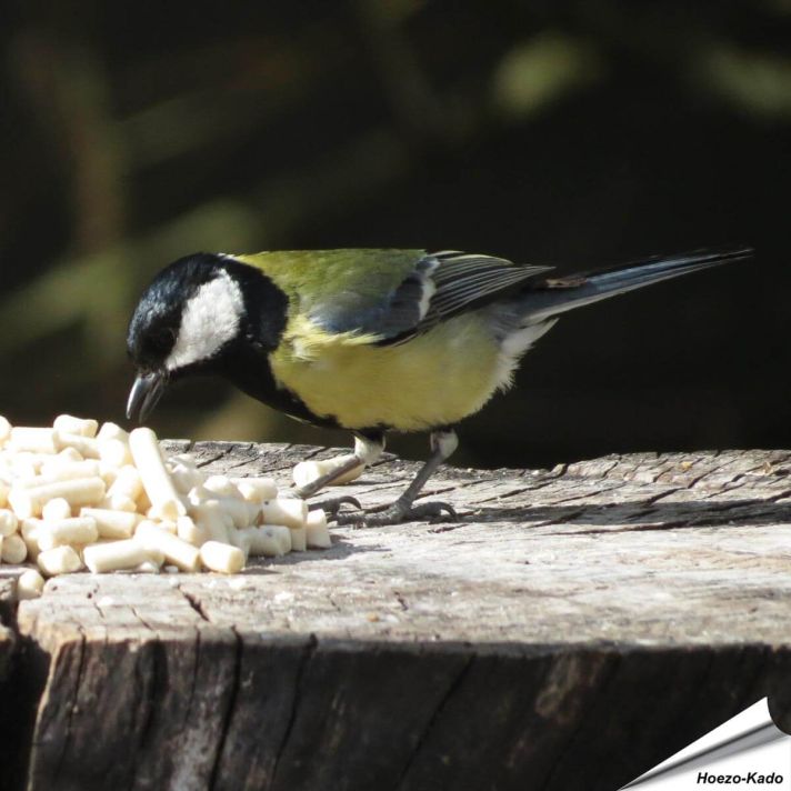 Traktatie met meelwormen voor tuinvogels