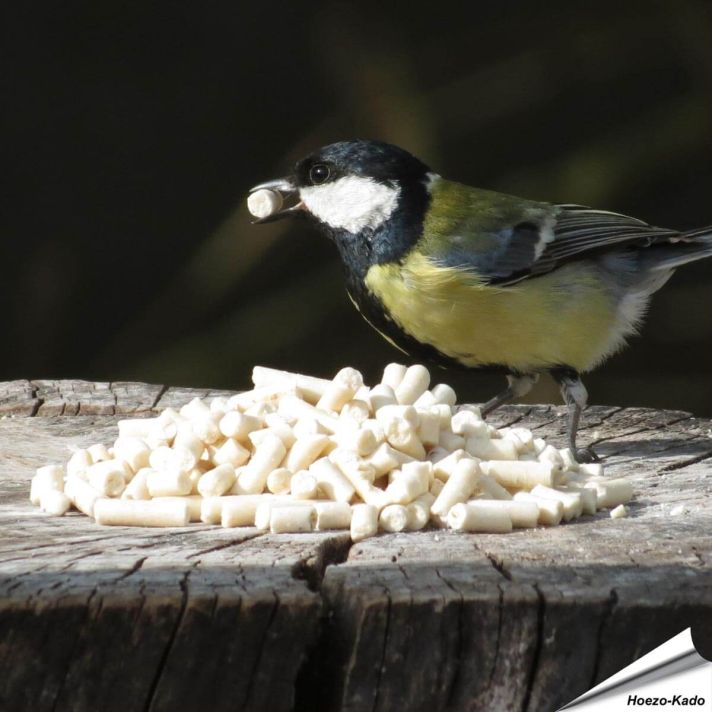 Traktatie met meelwormen voor Koolmezen