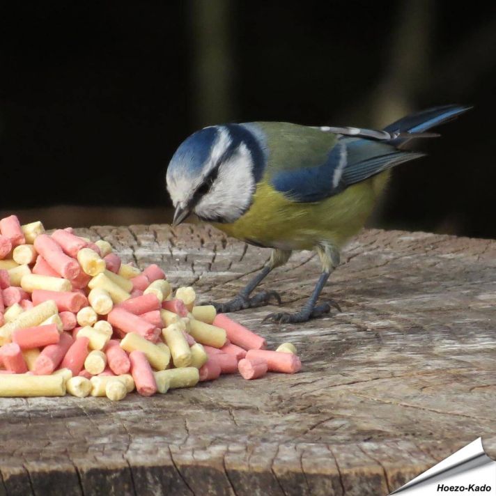 Traktatie-Mix - Insecten & bessen (1.5 kg)
